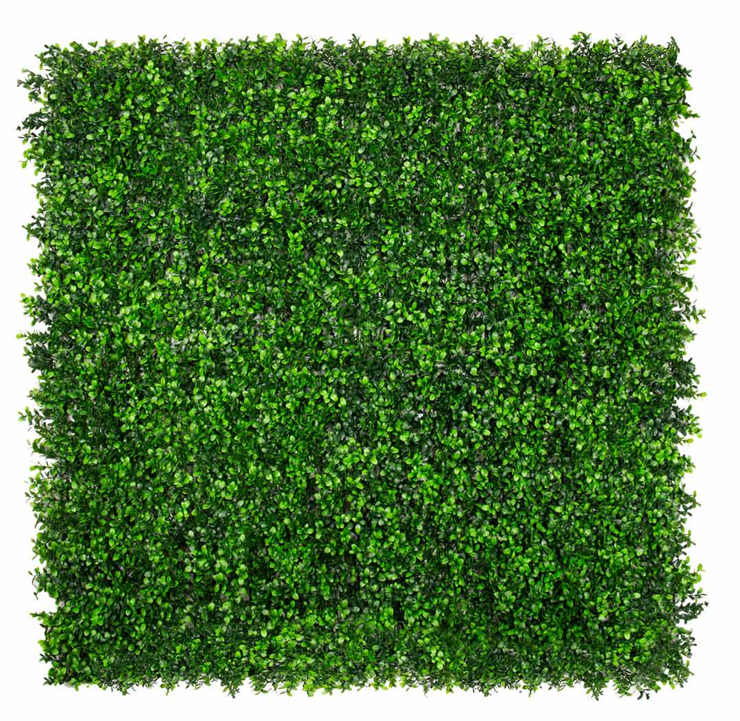 Sample - Classic Boxwood - Evergreen Walls
