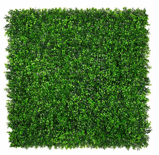 Sample - Classic Boxwood - Evergreen Walls