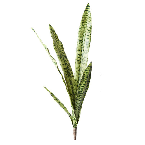 Sansevieria Bush 80cm - Evergreen Walls