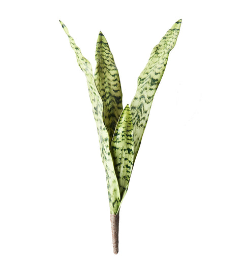 Sansevieria Bush 60cm