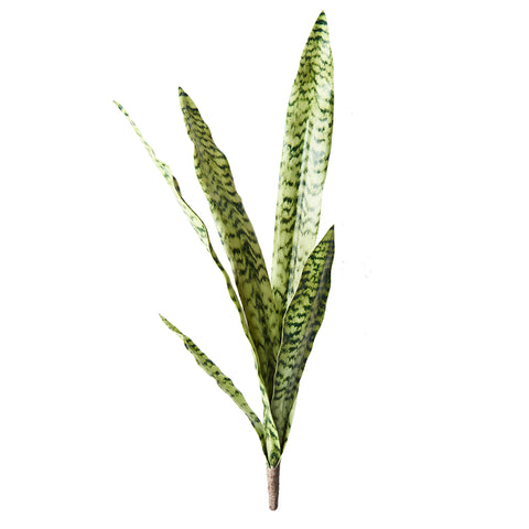 Sansevieria Bush 80cm