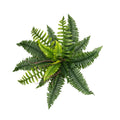 Small Boston Fern 43cm - Evergreen Walls