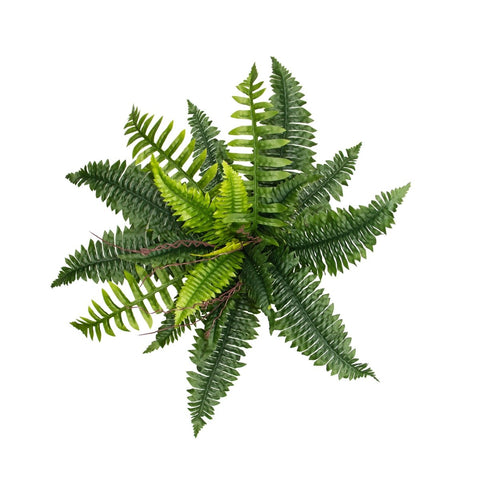 Small Boston Fern 43cm - Evergreen Walls