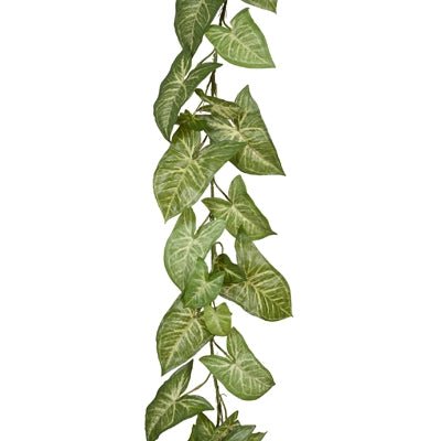 Syngonium Garland Green Vine 180cml - Evergreen Walls