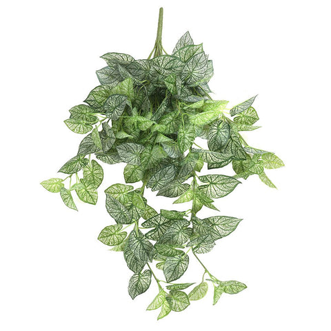 Syngonium Hanging Bush 80cml - Evergreen Walls