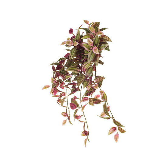 Wandering Jew Hanging Bush Green Burgundy 50cml - Evergreen Walls