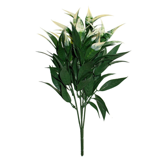 White Tipped Willow Oak Bush - Evergreen Walls